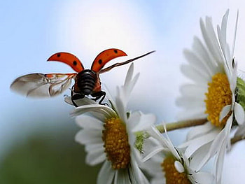 flight, white, ladybug, field, daisy HD wallpaper