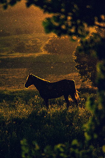 Nature, Sunset, Dark, Silhouette, Horse, Meadow HD phone wallpaper