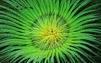 Neon Green Animal Backgrounds Neon Green Animal . HD wallpaper
