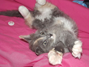 Stretched-out-kitty!, kitten, cute, cat, animals HD wallpaper