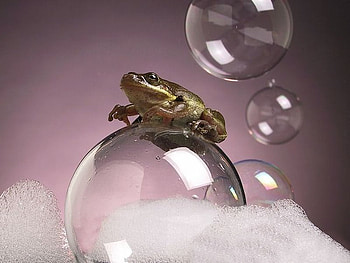 A frog, white, foam, light purple, green, bubble, frog, gold HD wallpaper