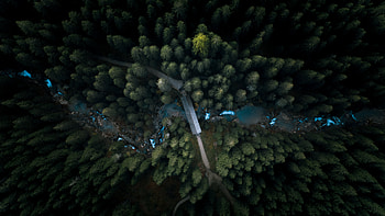 Aerial View Forest , aerial, forest, nature, graphy, behance HD wallpaper