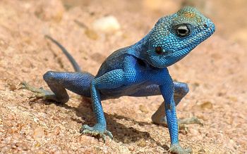 Animals, Sand, Sight, Opinion, Lizard, Claws HD wallpaper