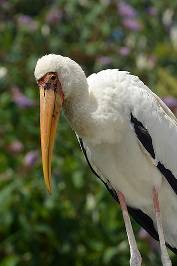 Milky stork, Unique animal, Stork species, Exotic bird HD phone wallpaper
