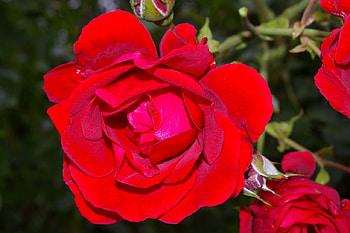 Red Roses, Flowers, Roses, Nature, Red HD wallpaper