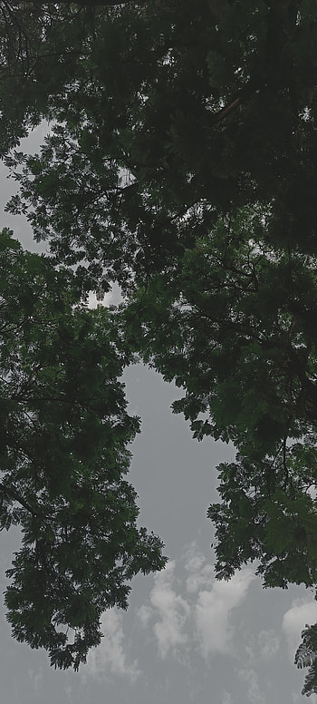 Skies and trees, sky, nature, chill, night, black, tree, clouds HD phone wallpaper