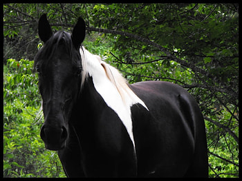 The Paint!!!!, horses, nature, paint horses, ponies HD wallpaper