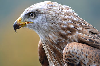 Detailed view of a majestic eagle showcasing its distinct feathers and piercing gaze. HD wallpaper