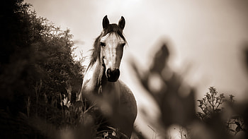 Grayscale horse , Laptop backgrounds, High definition visuals, Monochromatic beauty HD wallpaper