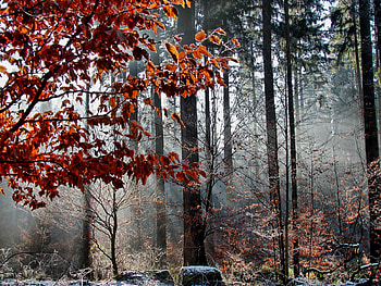 mist in a bavarian winter forest, mist, forest, bavarian winter HD wallpaper