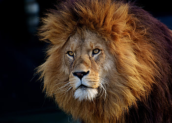 Predator, animal, lion, fur, muzzle HD wallpaper