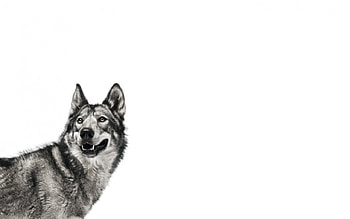 Wolf, wolves, animals HD wallpaper