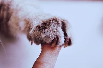 Animals, Friendship, Cat, Claws, Paw, Finger HD wallpaper