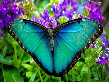 Spread your wings, wings, aqua, butterfly, beauty HD wallpaper