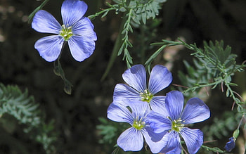 Blue flowers, blue, flowers HD wallpaper