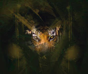 Animals, Eyes, Hide, Sight, Opinion, Tiger HD wallpaper