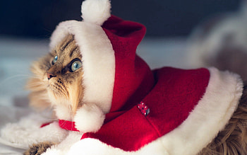 Animals, New Year, Cat, Attire, Outfit, Costume HD wallpaper