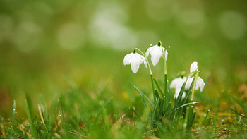 Flowers, Grass, Macro, Petals HD wallpaper