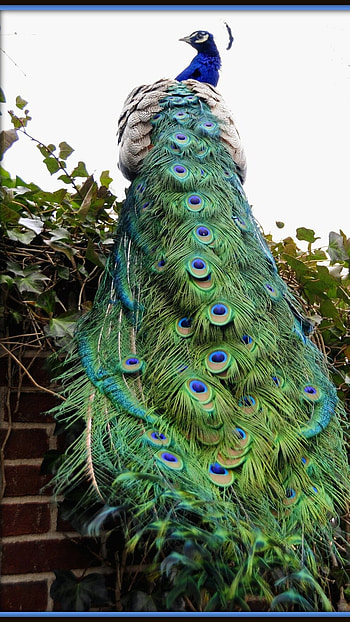 Peacock, Adorable, Adorable Peacock HD phone wallpaper