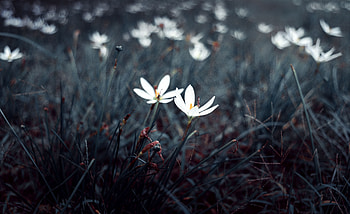 Plants, Flowers, Grass, Macro, Bloom, Flowering HD wallpaper