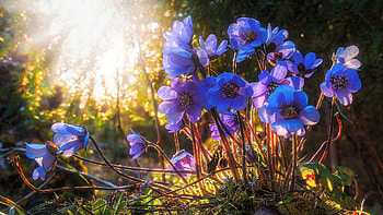 Pechenocna flowers, spring, sunrays, blossoms, coppice, blue HD wallpaper