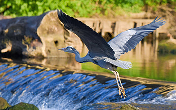 Heron and Waterfall, flight, waterfall, Latvia, heron HD wallpaper