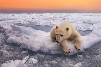 Extensive polar bear , Various options, Beautiful , quality HD wallpaper
