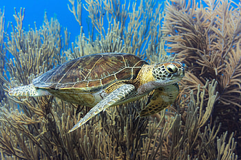 Green Sea Turtle, sea, turtle, nature, reptile HD wallpaper