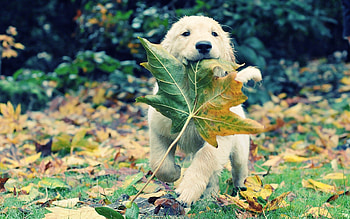 I found autumn!, dog, puppy, running, autumn, cute, leaf, toamna, caine HD wallpaper
