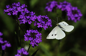 White spot, spot, white, wild flowers, popular, sesons, beautiful, wild, spring, beauty, purple, butterfly, animals, flowers, insect HD wallpaper