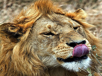 LION PORTRAIT, cute, wild, lion, king HD wallpaper