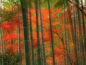 Plants, Landscape, Trees HD wallpaper