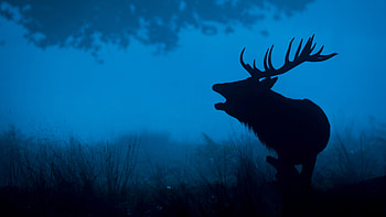 Reindeer , reindeer backgrounds HD wallpaper