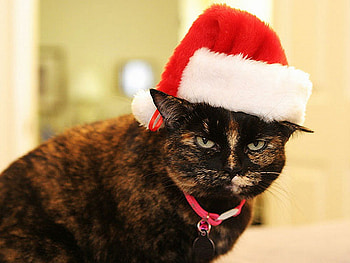 Another Santa's Helper, cats, graphy, animals, kittens HD wallpaper
