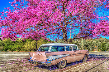 '57 Chevy Stationwagon, cars, chevy, flowers, 1957, tree HD wallpaper