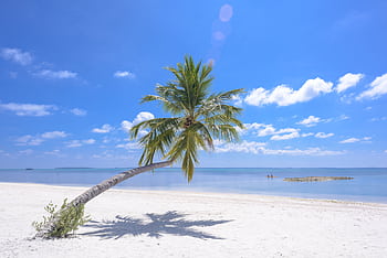 Tropical beach in Maldives with a leaning palm tree and clear blue sky. Perfect holiday retreat. HD wallpaper
