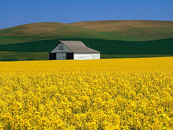silence shack, yellow, sky, nature, flowers, shack, mountain HD wallpaper