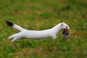 hunter, animals, nature, successful, ermine, wild HD wallpaper