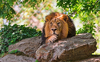 Animals, Trees, Rock, Lion, Sadness, Stone, Mane, Sorrow HD wallpaper