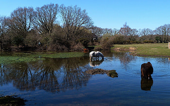 Nature, Water, Rivers, Grass, Horses HD wallpaper