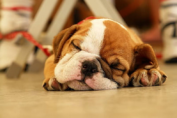 When I Wake Up I'll Have a Nice Bone, dog, fur, dreaming, puppy HD wallpaper