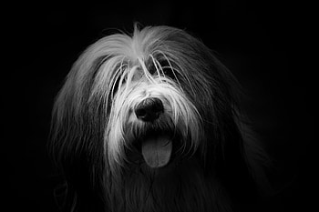 Animals, Fluffy, Dog, Bw, Chb, Protruding Tongue, Tongue Stuck Out HD wallpaper