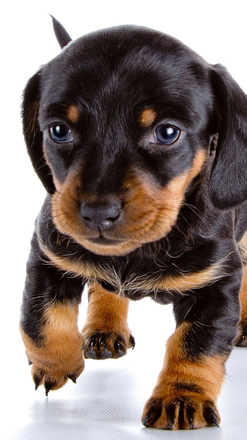 Pocket Pup | Tiny Paws | Curious Puppy, Animal, puppy HD phone wallpaper