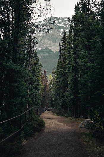 Landscape, Nature, Trees, Mountains, Forest, Path, Trail HD phone wallpaper
