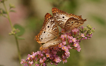 Butterflies, Flowers, Patterns, Macro, Couple, Pair, Wings HD wallpaper