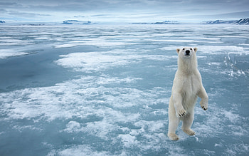 Arctic travels, Animals white, Arctic polar bear, Snow frozen sea HD wallpaper