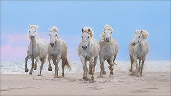 White, Horses, Running, Beach, Sand, Ocean, Blur, Blue, Sky, Background Horse HD wallpaper