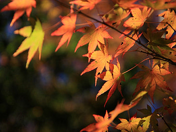 Nature, Autumn, Leaves, Wood, Tree HD wallpaper