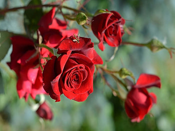 Red roses, Flowers, Roses, Leaves, Red HD wallpaper