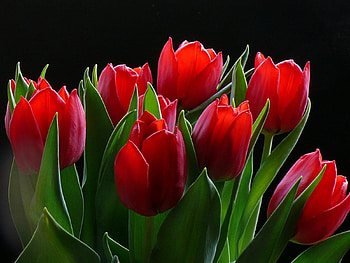 Red tulips, List, Flowers, Tulips, Red HD wallpaper
